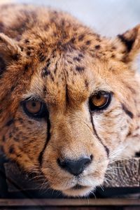 Preview wallpaper cheetah, face, eye, predator