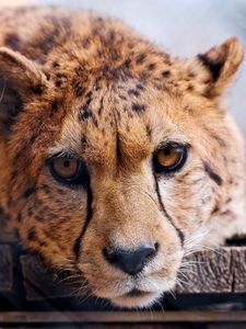 Preview wallpaper cheetah, face, eye, predator