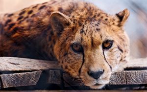 Preview wallpaper cheetah, face, eye, predator