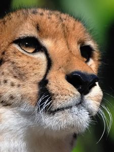 Preview wallpaper cheetah, face, eyes, big cat, predator