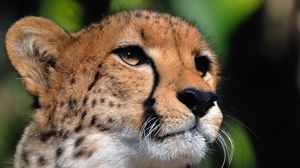Preview wallpaper cheetah, face, eyes, big cat, predator