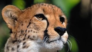 Preview wallpaper cheetah, face, eyes, big cat, predator