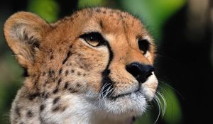 Preview wallpaper cheetah, face, eyes, big cat, predator