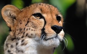 Preview wallpaper cheetah, face, eyes, big cat, predator