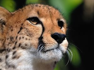 Preview wallpaper cheetah, face, eyes, big cat, predator