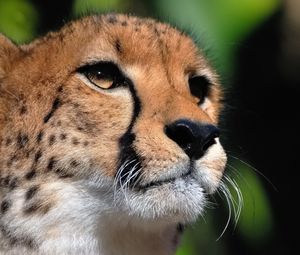 Preview wallpaper cheetah, face, eyes, big cat, predator