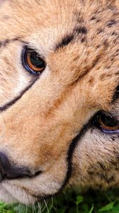 Preview wallpaper cheetah, face, eyes