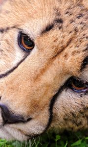 Preview wallpaper cheetah, face, eyes