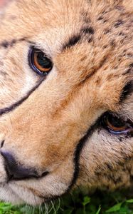 Preview wallpaper cheetah, face, eyes