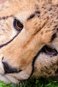 Preview wallpaper cheetah, face, eyes