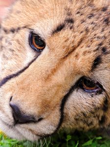 Preview wallpaper cheetah, face, eyes