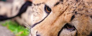 Preview wallpaper cheetah, face, eyes