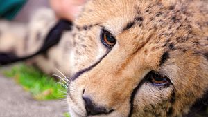 Preview wallpaper cheetah, face, eyes