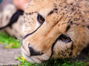 Preview wallpaper cheetah, face, eyes