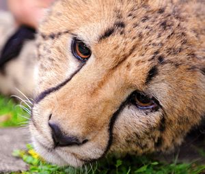 Preview wallpaper cheetah, face, eyes