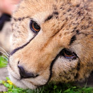 Preview wallpaper cheetah, face, eyes
