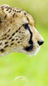 Preview wallpaper cheetah, face, spotted, big cat, predator