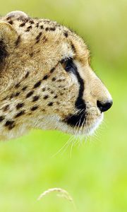 Preview wallpaper cheetah, face, spotted, big cat, predator