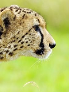 Preview wallpaper cheetah, face, spotted, big cat, predator