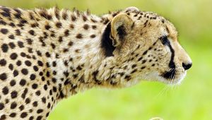 Preview wallpaper cheetah, face, spotted, big cat, predator