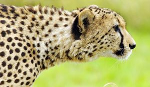 Preview wallpaper cheetah, face, spotted, big cat, predator