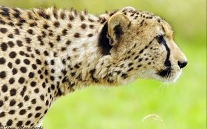 Preview wallpaper cheetah, face, spotted, big cat, predator