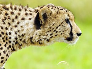 Preview wallpaper cheetah, face, spotted, big cat, predator