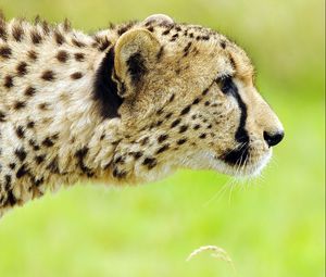 Preview wallpaper cheetah, face, spotted, big cat, predator