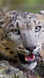 Preview wallpaper cheetah, face, teeth, yawn, predator