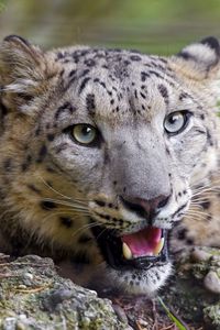 Preview wallpaper cheetah, face, teeth, yawn, predator