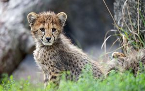 Preview wallpaper cheetah, glance, animal, grass
