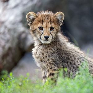 Preview wallpaper cheetah, glance, animal, grass