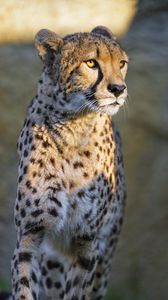 Preview wallpaper cheetah, glance, animal, predator, big cat