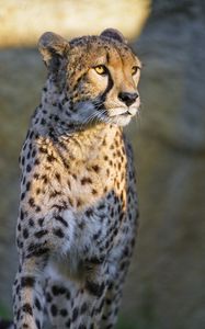 Preview wallpaper cheetah, glance, animal, predator, big cat