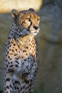 Preview wallpaper cheetah, glance, animal, predator, big cat