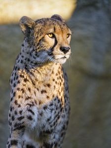 Preview wallpaper cheetah, glance, animal, predator, big cat