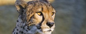 Preview wallpaper cheetah, glance, animal, predator, big cat