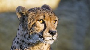 Preview wallpaper cheetah, glance, animal, predator, big cat