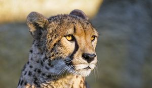 Preview wallpaper cheetah, glance, animal, predator, big cat
