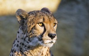 Preview wallpaper cheetah, glance, animal, predator, big cat