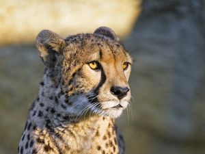 Preview wallpaper cheetah, glance, animal, predator, big cat