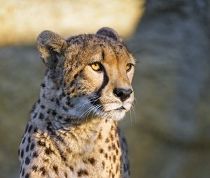 Preview wallpaper cheetah, glance, animal, predator, big cat