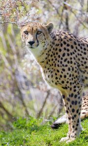 Preview wallpaper cheetah, glance, animal, predator