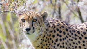 Preview wallpaper cheetah, glance, animal, predator