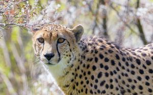 Preview wallpaper cheetah, glance, animal, predator