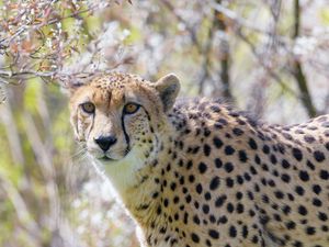 Preview wallpaper cheetah, glance, animal, predator