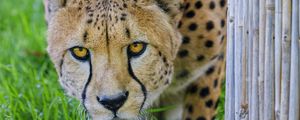Preview wallpaper cheetah, glance, predator, big cat