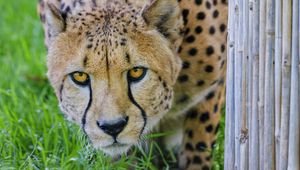 Preview wallpaper cheetah, glance, predator, big cat