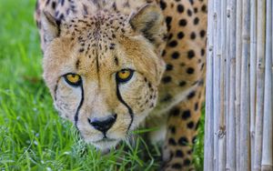 Preview wallpaper cheetah, glance, predator, big cat