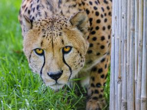 Preview wallpaper cheetah, glance, predator, big cat